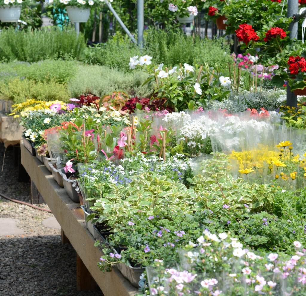 Centrum ogrodnicze ogrody Drama